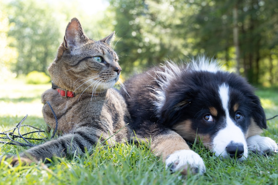 Animaux de compagnie